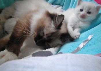 Holly et son chaton - 24 jours - Chatterie Ragdolls du Val de Beauvoir